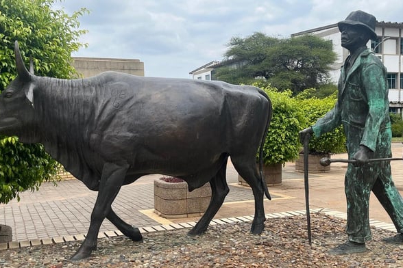 Botswana’s leather revival could turn cattle wealth into industrial power